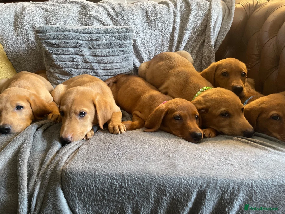 Labrador Retriever dogs for sale: Extensively health tested  Red Labrador puppies  - Advert 1