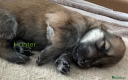 Mixed Breed dogs for sale: Beautiful Inca & handsome Nanuq PUPDATE x2  - Image 26