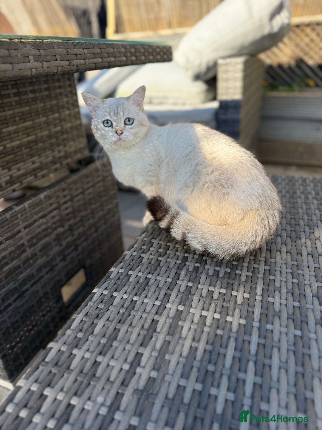 British Shorthair cats for sale: Beautiful GCCF kittens from champion lines  - Image 15