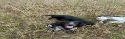 Cocker Spaniel dogs for sale: Health tested working cocker spaniels  - Advert 22