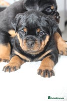 Rottweiler dogs Exceptional Rottweiler Puppies - Advert 2