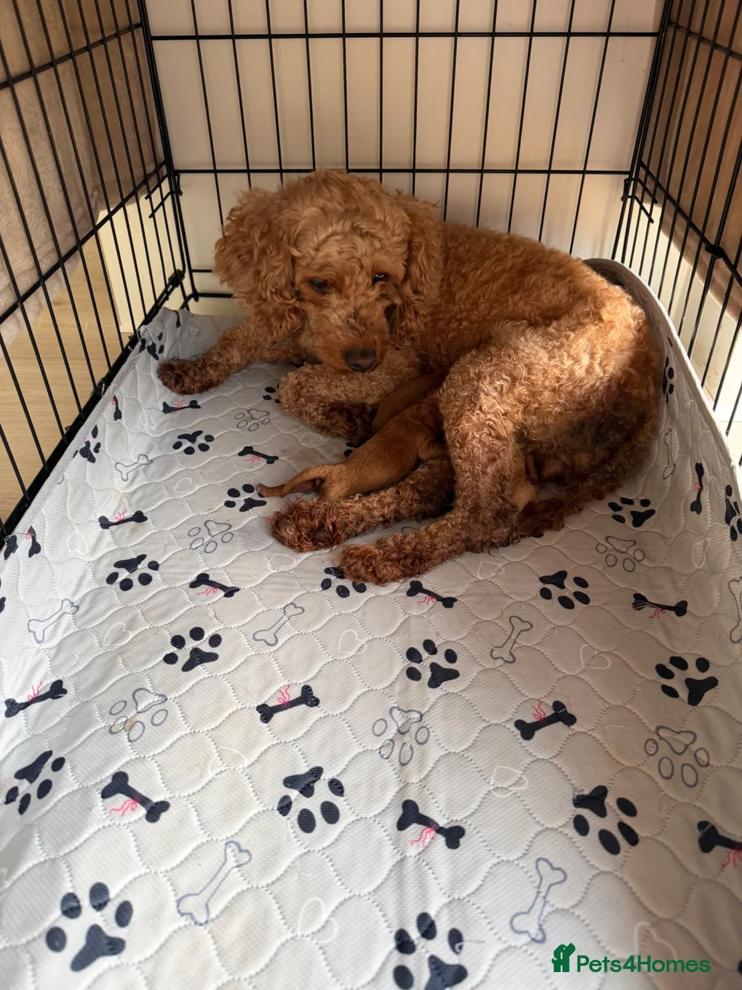 Cockapoo dogs for sale: F1b cockapoo puppies  - Advert 1