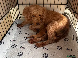 Cockapoo dogs F1b cockapoo puppies - Advert 1