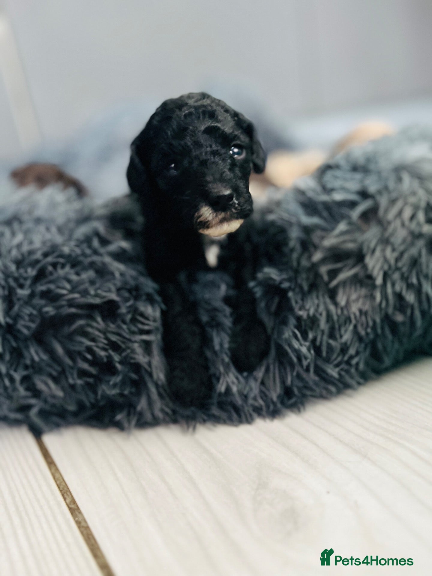 Miniature Poodle dogs 5 star Miniature poodle puppies  - Advert 1