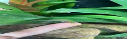 Gecko reptiles for sale: Mauritian Blue Tailed Gecko Phelsuma cepediana in Bracknell - Advert 6