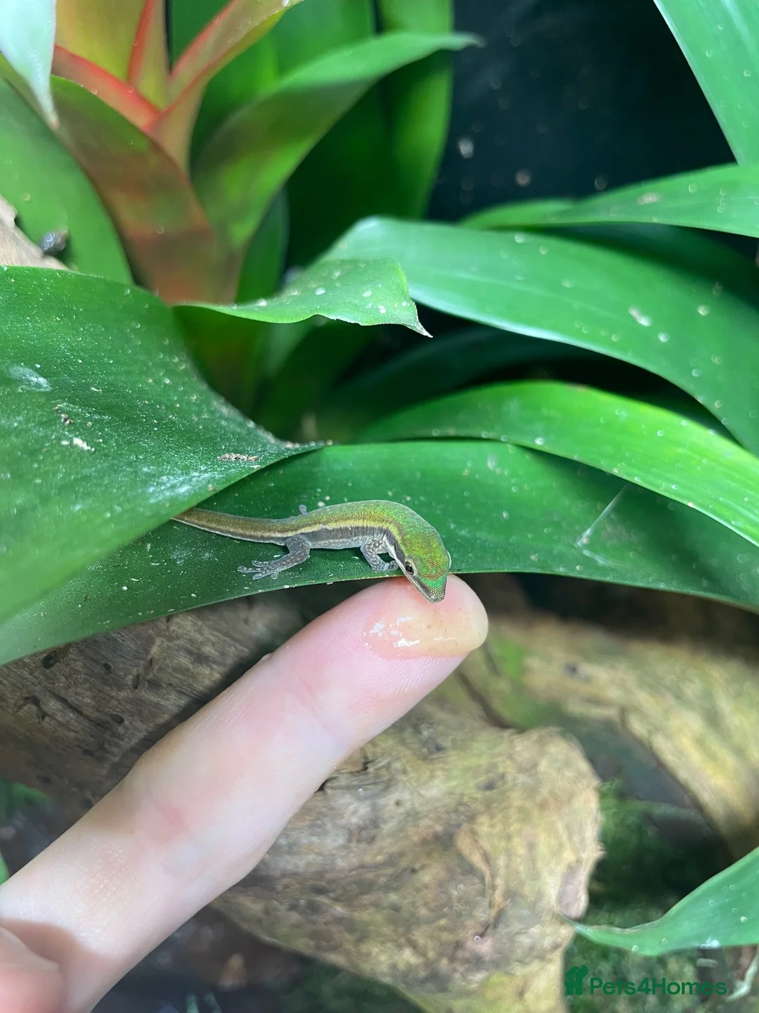 Gecko reptiles for sale: Mauritian Blue Tailed Gecko Phelsuma cepediana in Bracknell - Advert 6