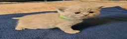 British Shorthair cats for sale: GORGEOUS BRITISH SHORTHAIR KITTENS - Advert 7