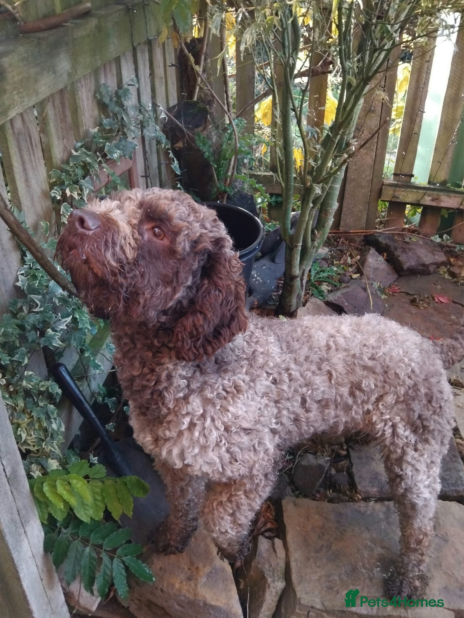 Teddly 