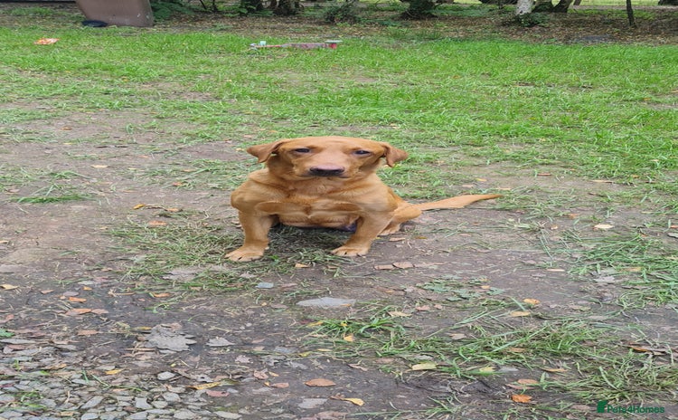Labrador Retriever dogs - Advert 1