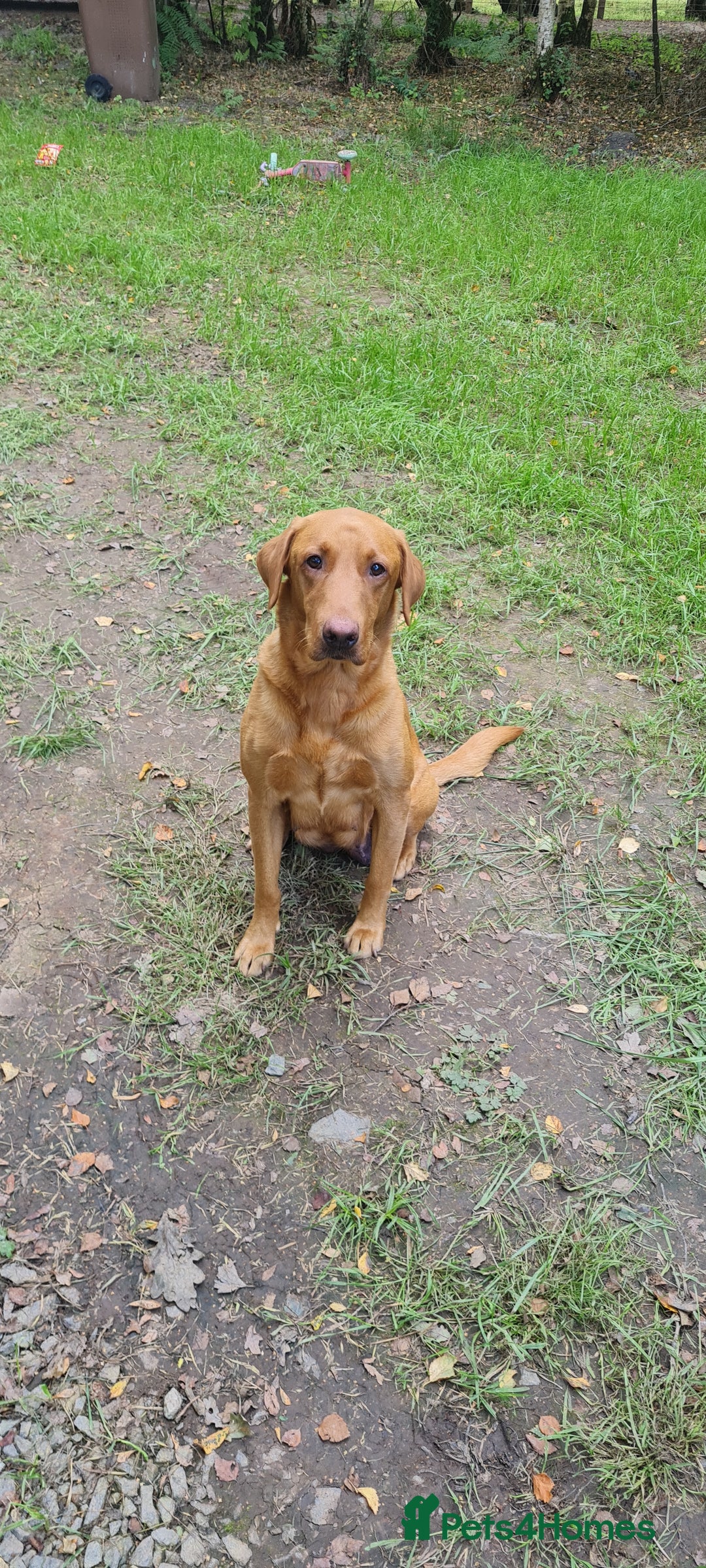 Labrador Retriever dogs for sale: Fox red lab  - Image 1