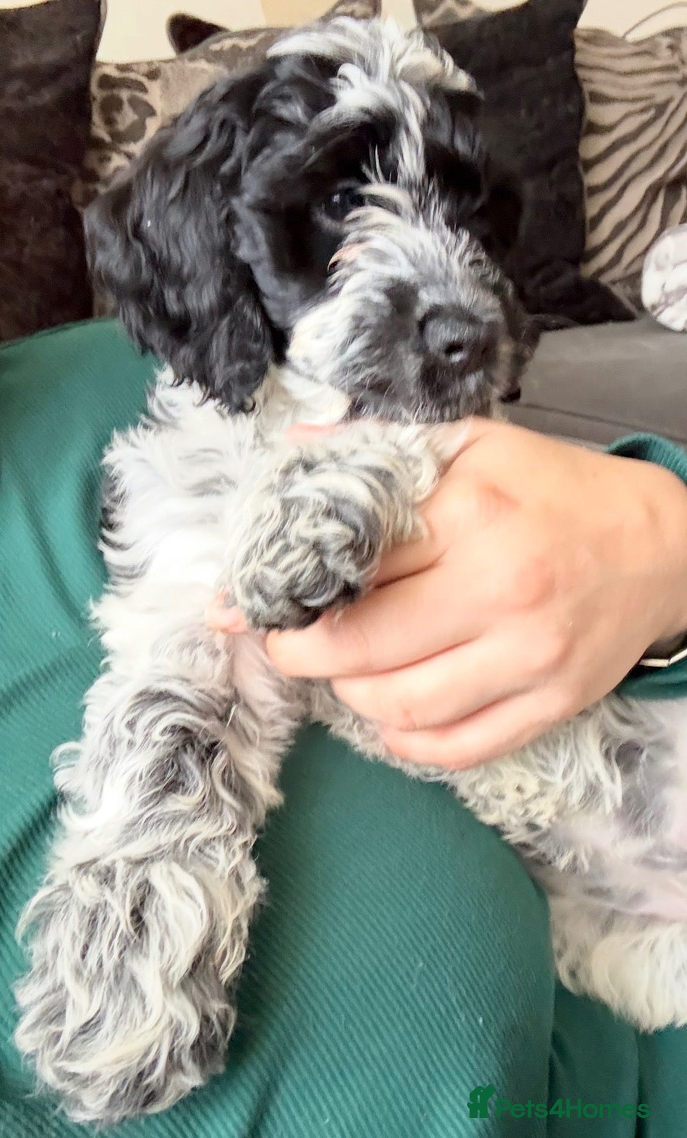 Cockapoo dogs for sale: Ready Now F1B Cockapoo puppies - Advert 2