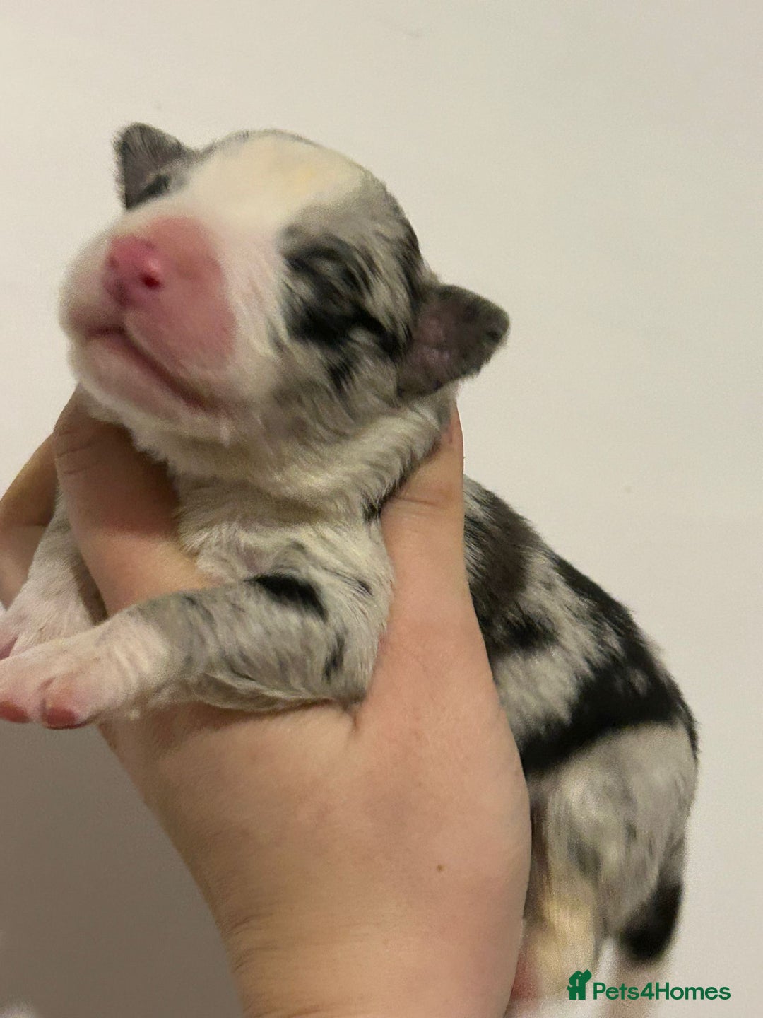 Border Collie dogs for sale: TopClass KC Health tested Border Collie Puppies  - Advert 9