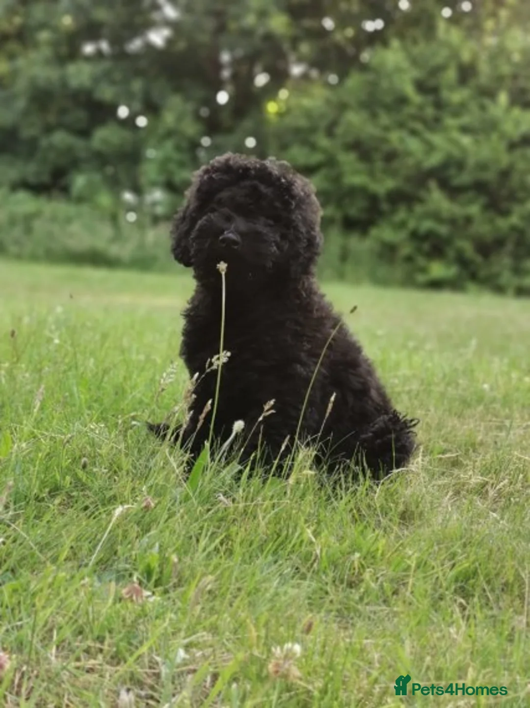 Labradoodle dogs for stud: Mini Doodle stud extensively DNA checked in Warrington - Advert 16