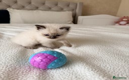 Ragdoll cats for sale: Title: Pure and  Fluffy Pedigree Ragdoll Kittens - Image 4