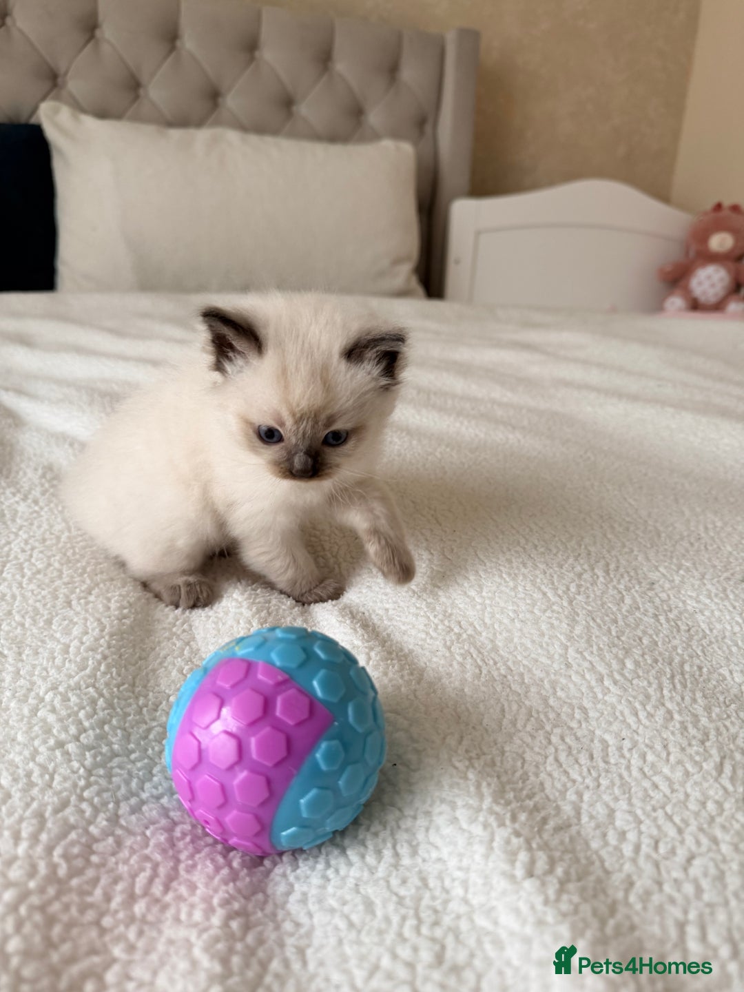 Ragdoll cats for sale: Title: Pure and  Fluffy Pedigree Ragdoll Kittens - Image 4