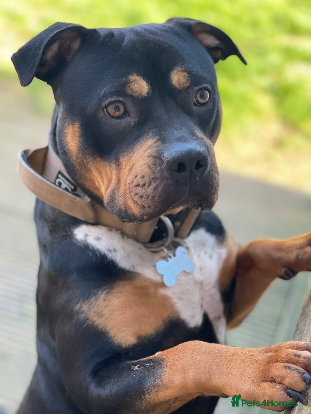 Mixed Breed dogs for sale: Beautuful bully - Advert 3