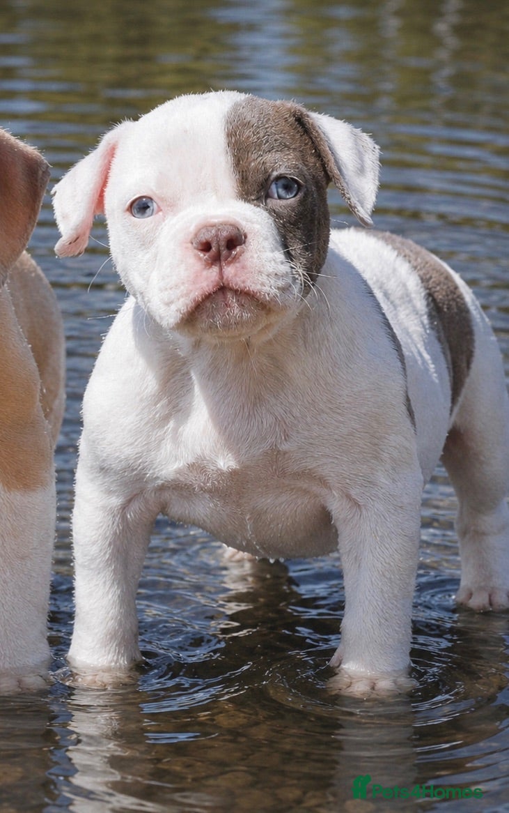 Olde English Bulldogge dogs 24 YEARS PROS, 5⭐️RATED LICENSED & REGISTERED  - Advert 1