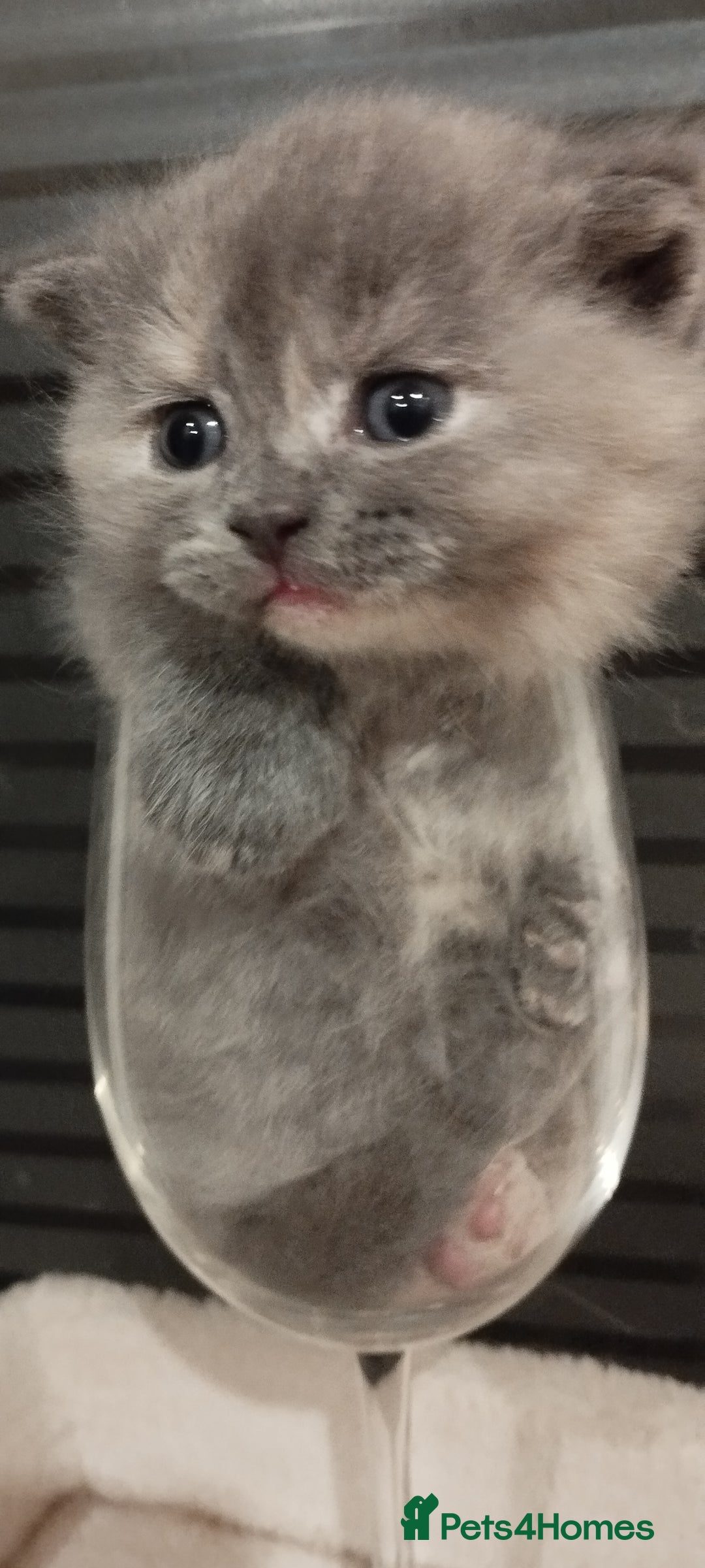 Mixed Breed cats for sale: One boy and 2 girls looking for home - Image 13