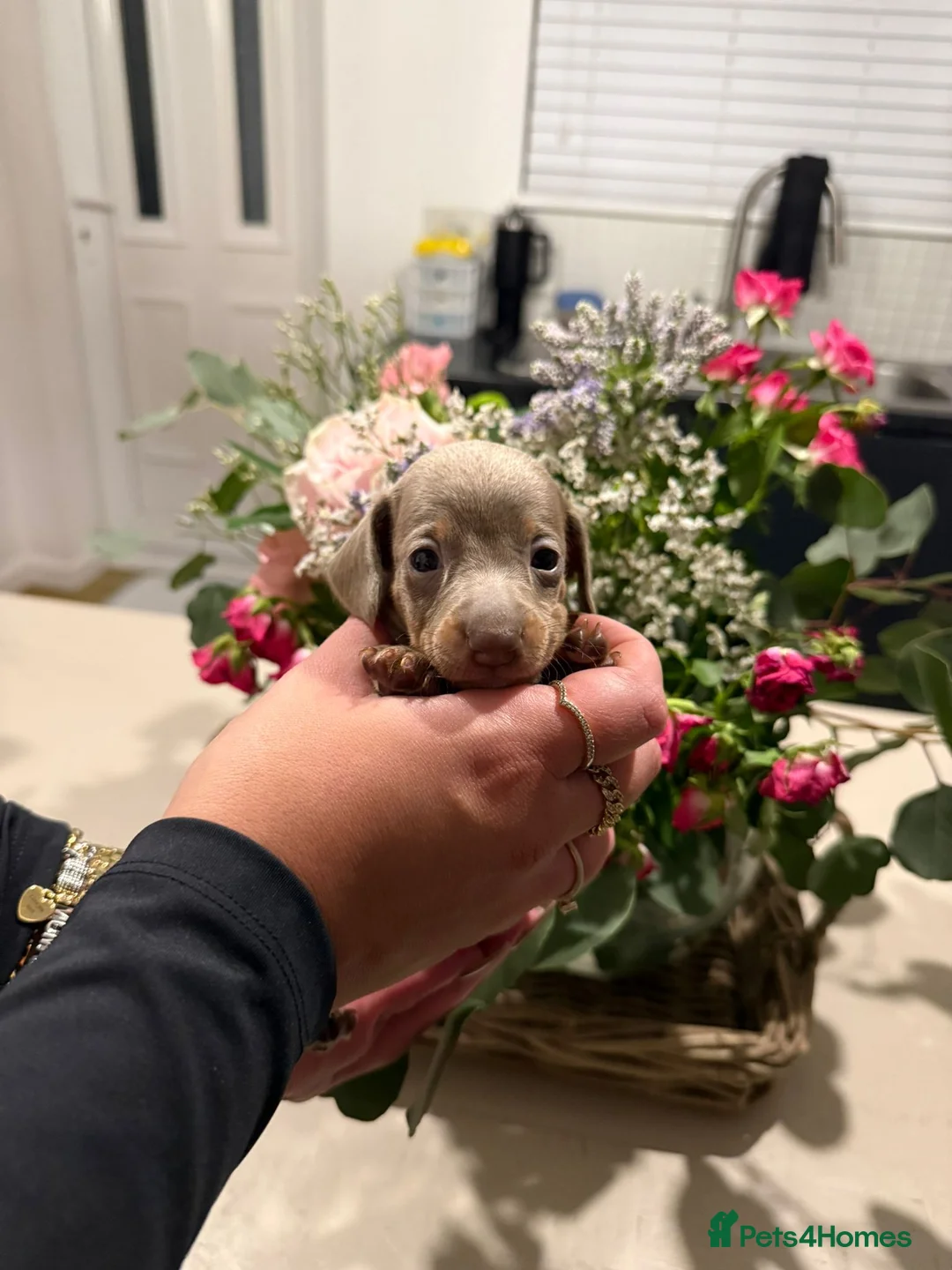 Miniature Dachshund dogs for sale: Five beautiful pups for sale. in Gainsborough - Advert 8