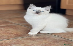 Ragdoll cats for sale: Gccf registered blue mitted ragdoll - Image 5