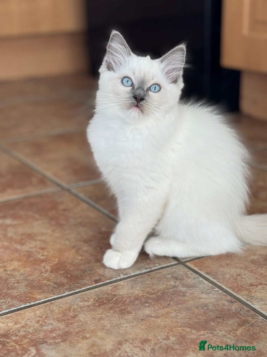 Ragdoll cats for sale: Gccf registered blue mitted ragdoll - Image 5