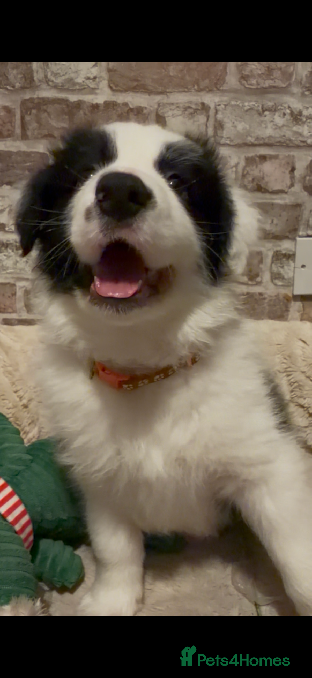 Border Collie dogs International champion show line, only 2 left - Advert 4