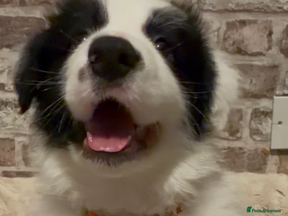 Border Collie dogs International champion show line, only 2 left - Advert 4