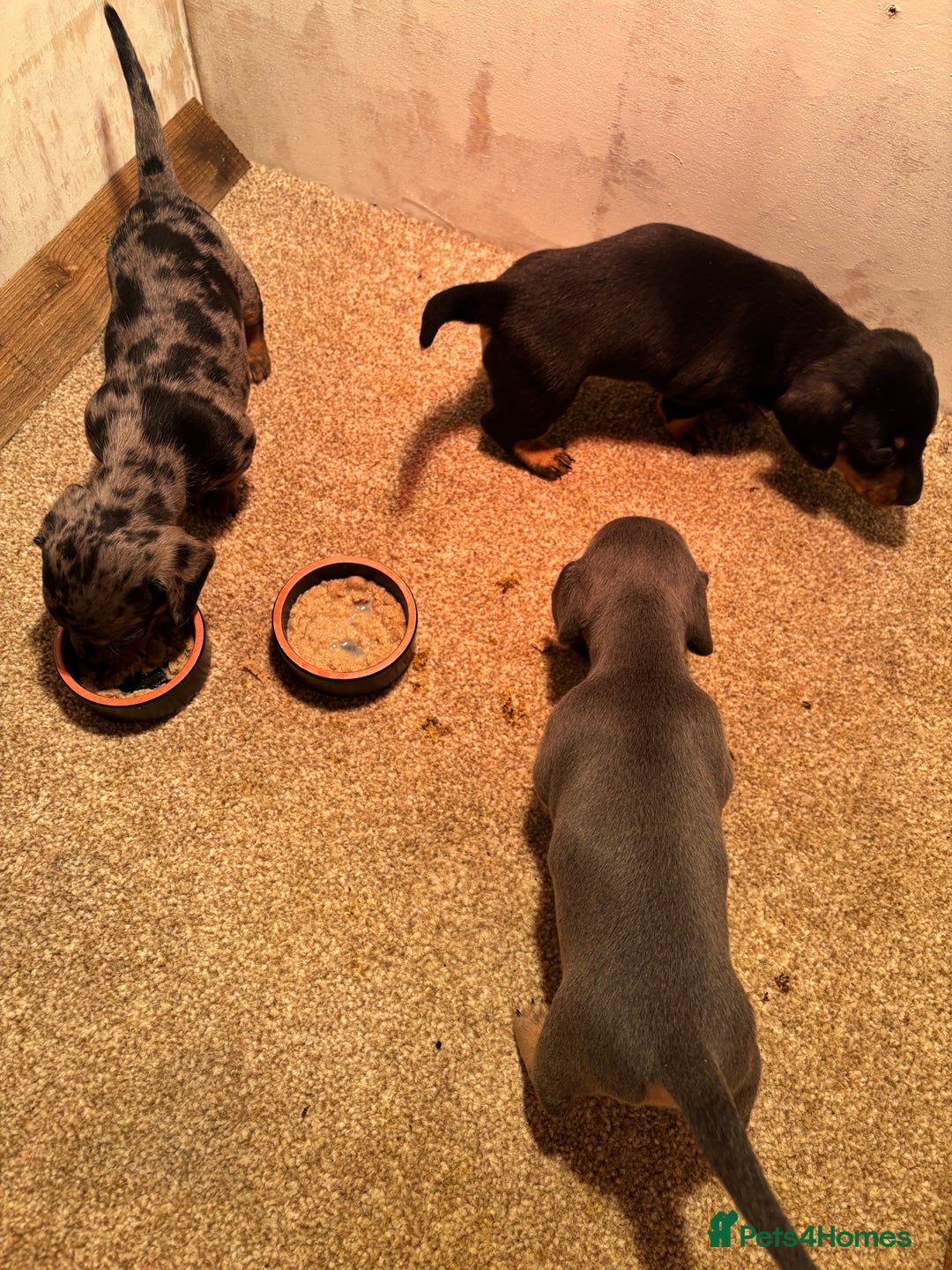 Miniature Dachshund dogs for sale: Gorgeous Miniature Dachshunds! Ready 23 Dec - Advert 4