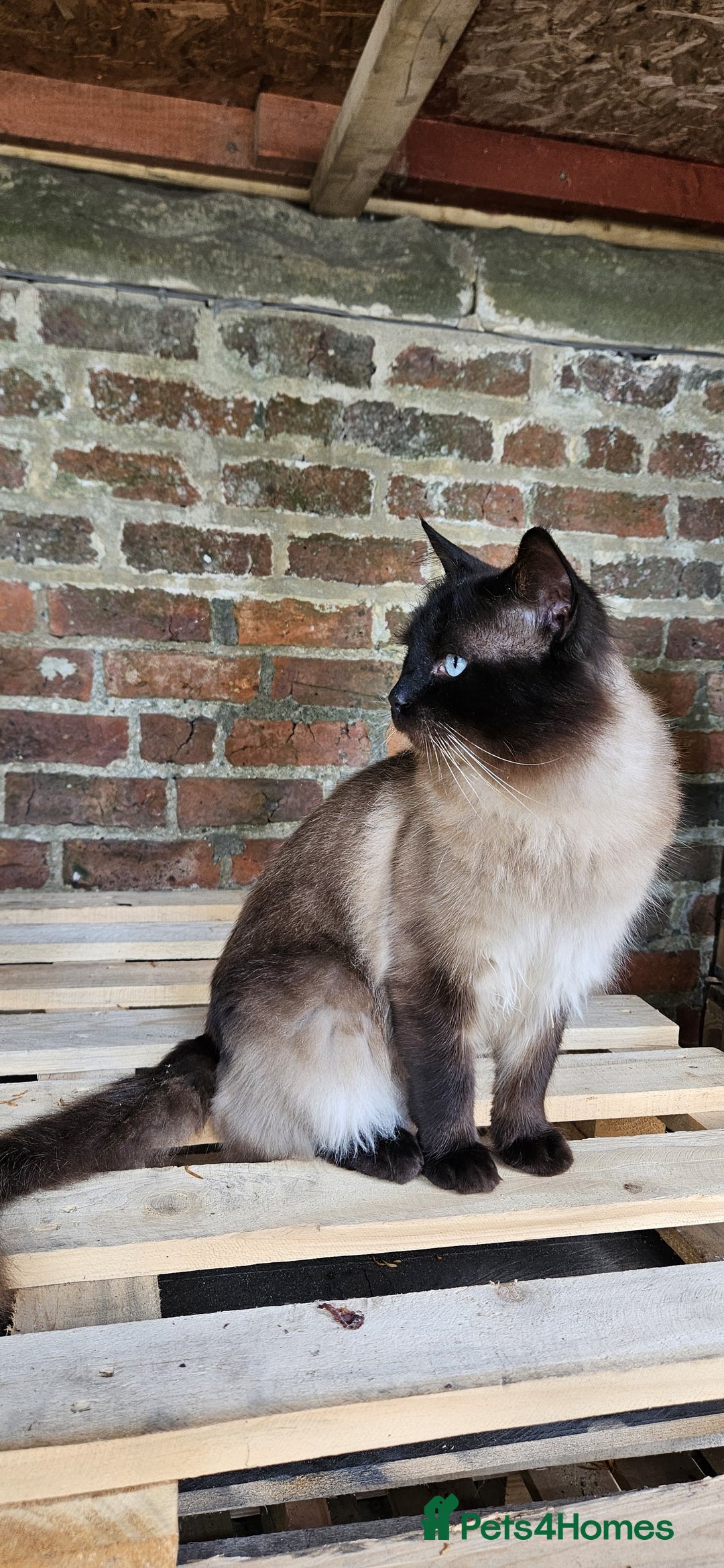 Ragdoll cats for sale: Male Ragdoll Cat 3 years old - Image 6
