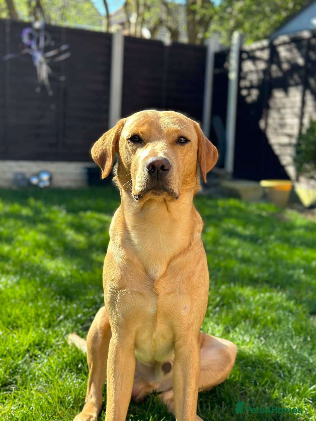 Labrador Retriever dogs for stud: KC Reg Labrador Stud - Proven and Health Tested in Sheffield - Advert 2