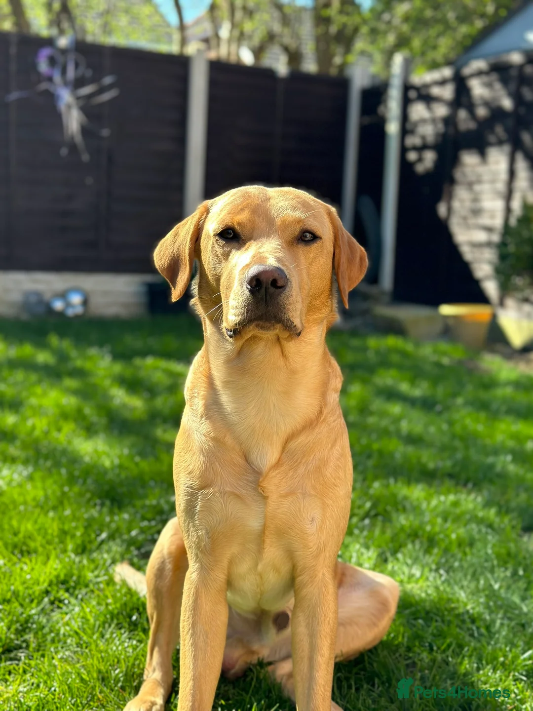 Labrador Retriever dogs for stud: KC Reg Labrador Stud - Proven and Health Tested in Sheffield - Advert 2