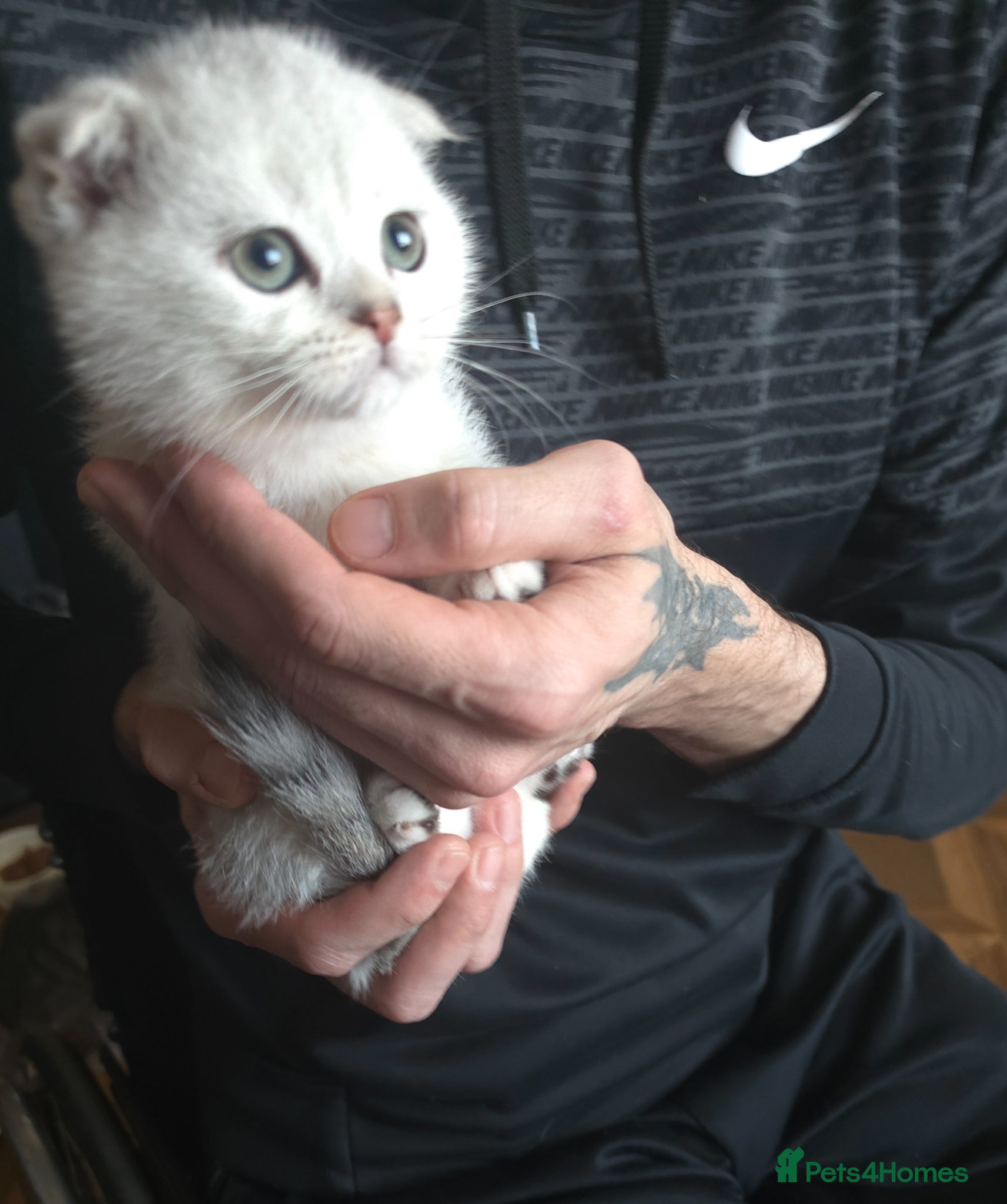 British Shorthair cats 🥰💞💓 LAST BOY   KITTEN SCOTTISH RARE COLOR - Advert 8