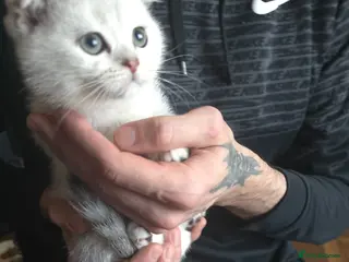 British Shorthair cats 🥰💞💓 LAST BOY KITTEN SCOTTISH RARE COLOR - Advert 6