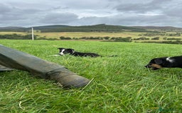 Border Collie dogs for sale: ⭐️ Border Collie Puppies ⭐️ - Image 9