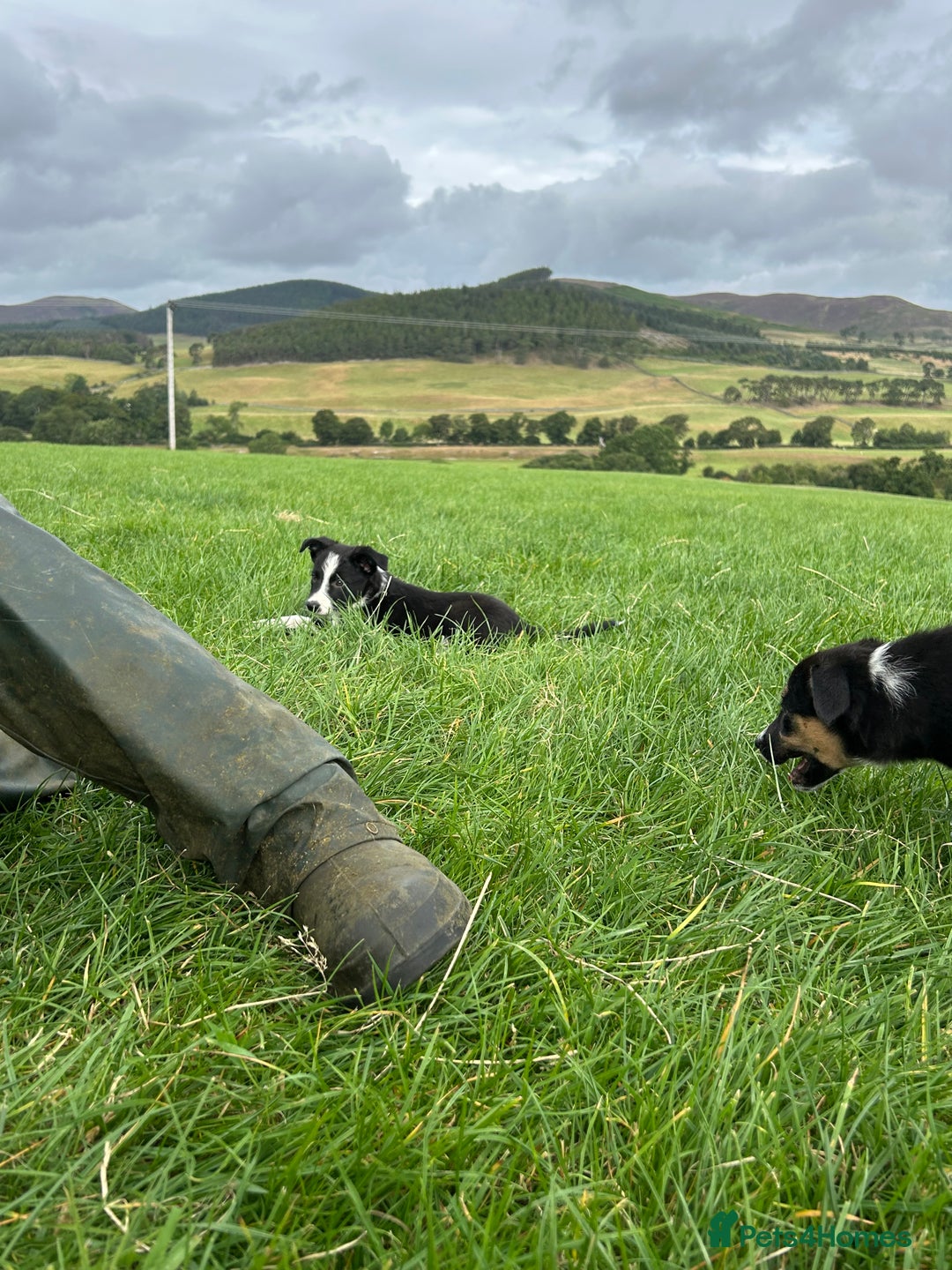 Border Collie dogs for sale: ⭐️ Border Collie Puppies ⭐️ - Image 9
