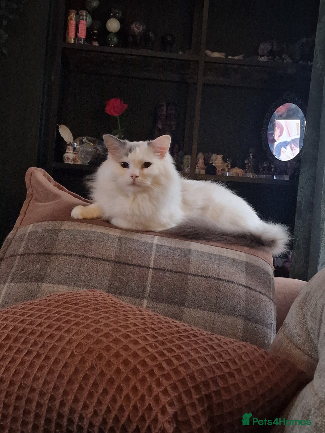 Ragdoll cats for sale: Tabby Ragdoll cross kitten - Advert 7