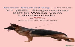 German Shepherd dogs for stud: KC Registered German Shepherd Stud in Stafford - Image 19
