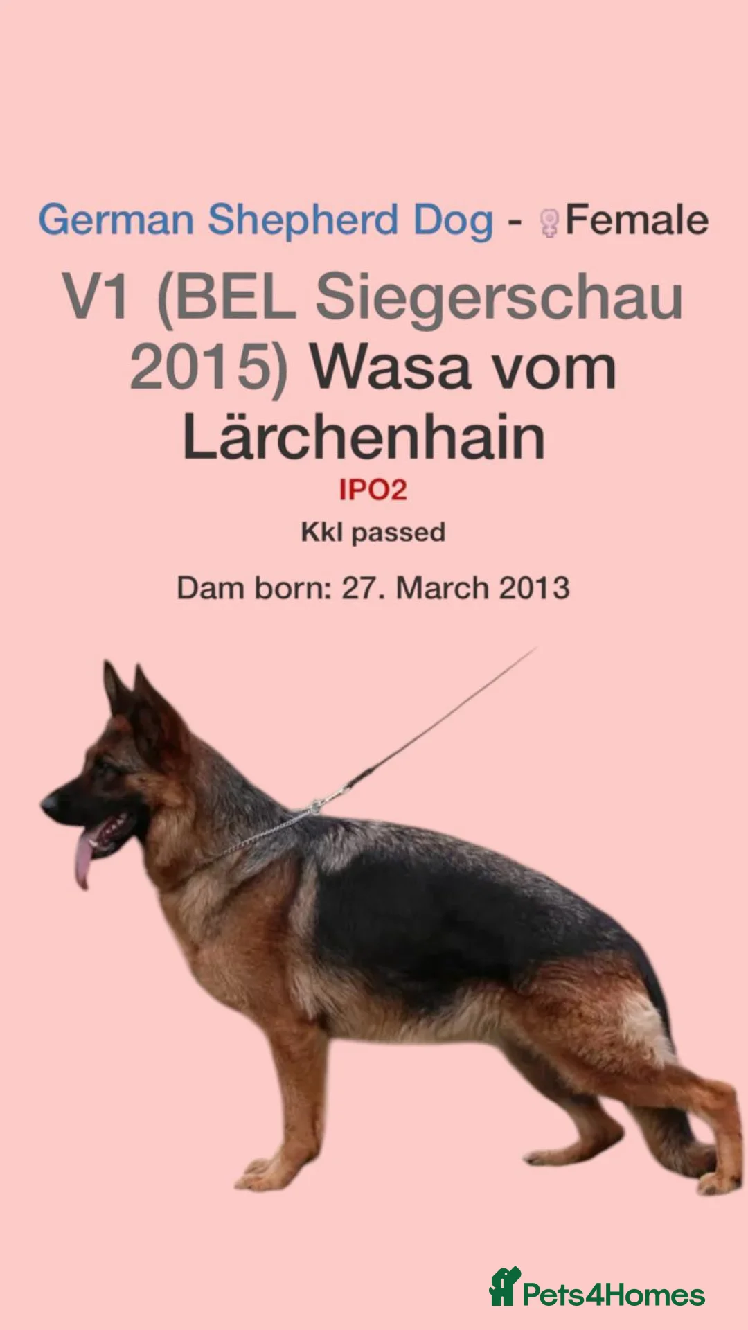 German Shepherd dogs for stud: KC Registered German Shepherd Stud in Stafford - Advert 19