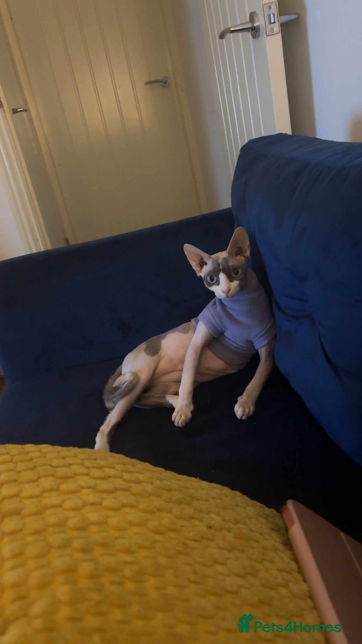 Sphynx cats Sphynx ready for sale  - Advert 1