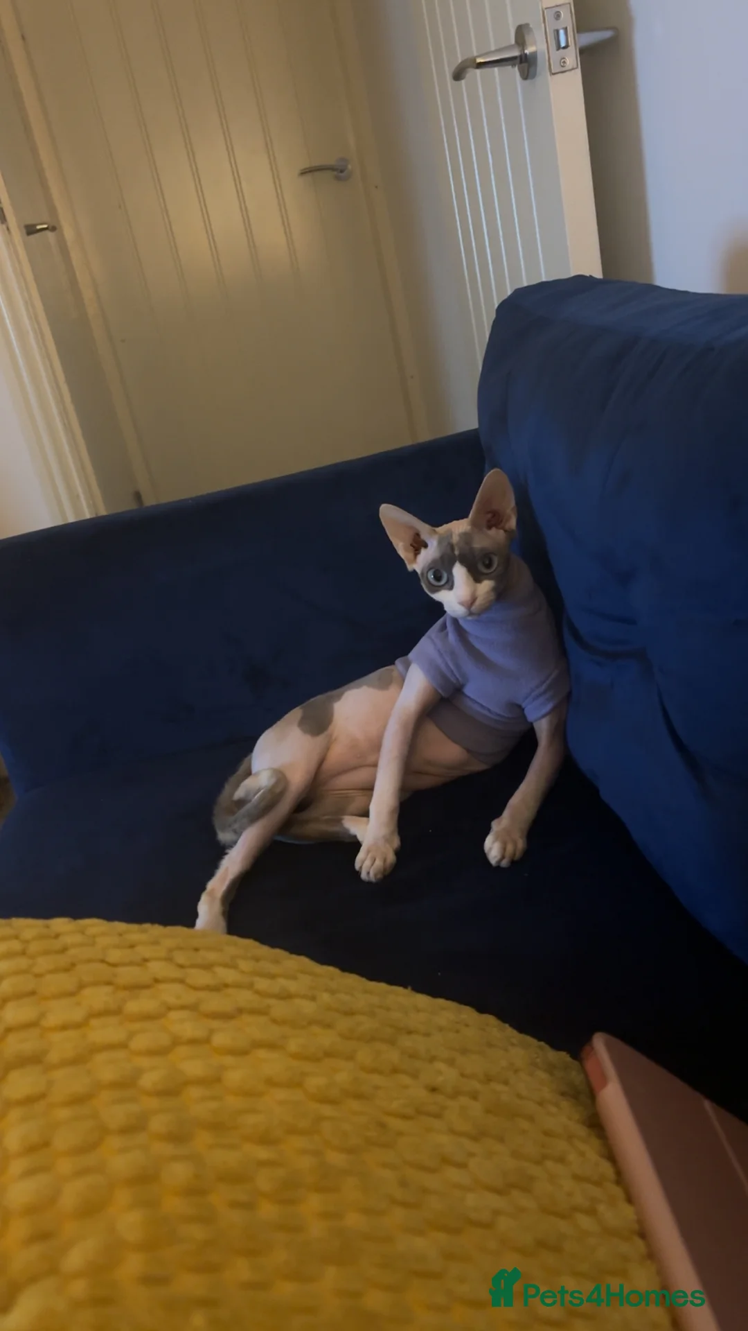 Sphynx cats for sale: Sphynx ready for sale  - Advert 1