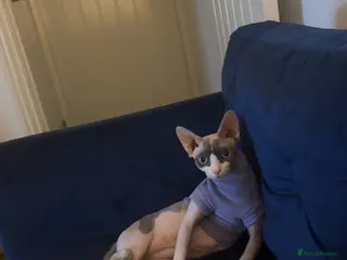 Sphynx cats Sphynx ready for sale - Advert 1