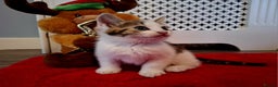 Mixed Breed cats for sale: Boy kitten - Advert 5