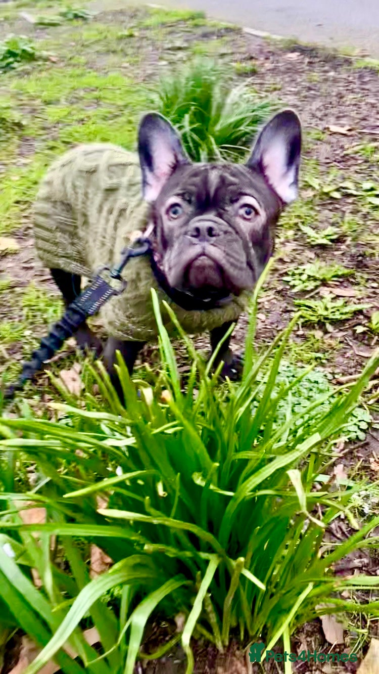 French Bulldog dogs KC registered French Bulldog Girl  & 1 Boys 🐶❤️ - Advert 21