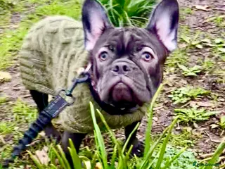 French Bulldog dogs KC registered French Bulldog Girl & 1 Boys 🐶❤️ - Advert 21