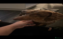 Miniature Dachshund dogs for sale: Ready to go 3/12/25 - stunning coloured Dachsunds - Image 2