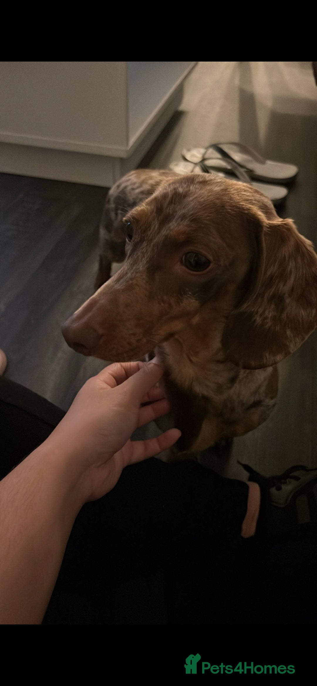 Miniature Dachshund dogs for sale: Ready to go 3/12/25 - stunning coloured Dachsunds - Image 2