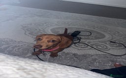 Miniature Dachshund dogs for sale: miniature dachshund  - Image 2