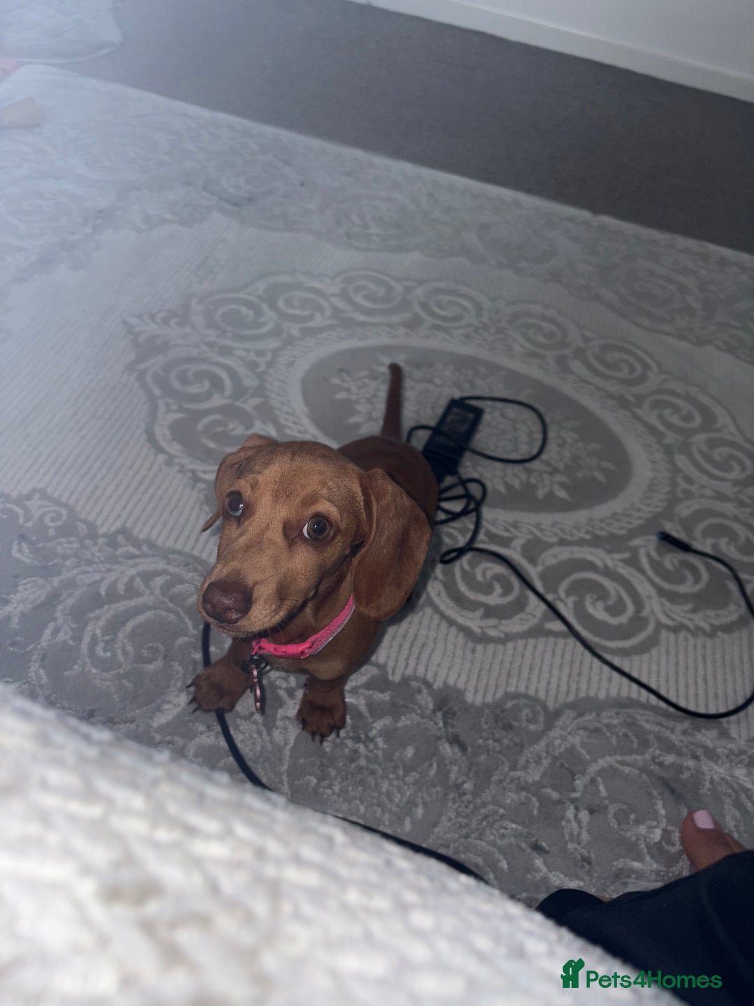 Miniature Dachshund dogs for sale: miniature dachshund  - Image 2