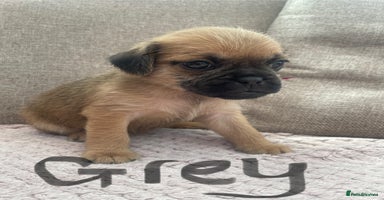 Mixed Breed dogs - Advert 11