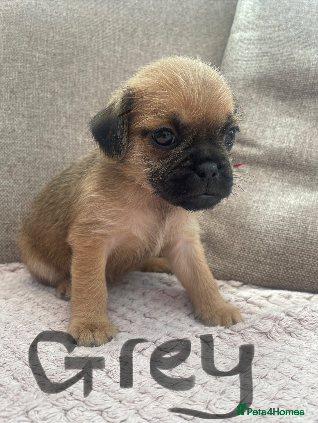 Mixed Breed dogs for sale: PUGAPOO 3 LEFT READY NOW  - Image 3